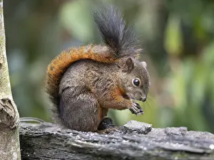 Red Tailed Prints: Red-tailed Squirrel (Sciurus granatensis)