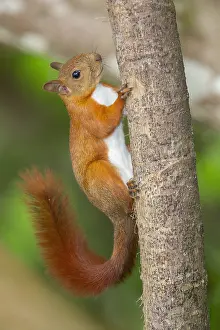 Red Tailed Prints: Red-tailed Squirrel (Sciurus granatensis)