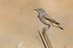 Red Tailed Prints: Red-tailed Wheatear