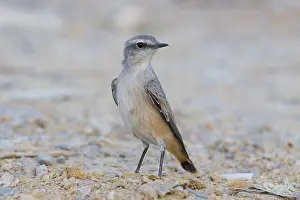 Red Tailed Prints: Red-tailed Wheatear