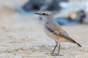 Red Tailed Prints: Red-tailed Wheatear