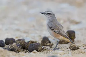 Muscicapidae Prints: Red-tailed Wheatear
