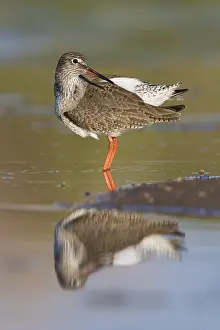Swampland Prints: Redshank