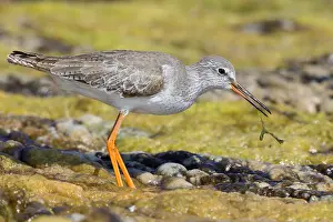 Pettegola Prints: Redshank