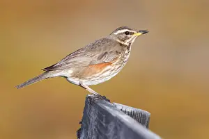 Bill Prints: Redwing