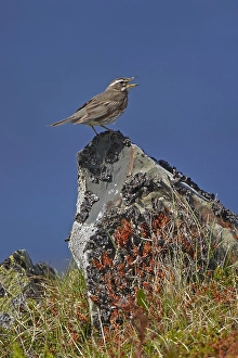 Images Dated 27th June 2005: Redwing, Koperwiek, Turdus iliacus