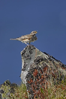 Images Dated 27th June 2005: Redwing, Koperwiek, Turdus iliacus