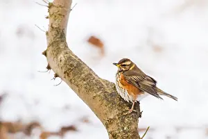2021 Prints: Redwing, Turdus iliacus