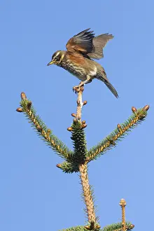 Images Dated 22nd May 2022: Redwing, Turdus iliacus