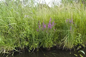 Images Dated 14th August 2009: Reedbed in bloom