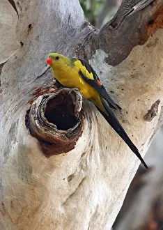 Australasian Prints: Regent Parrot, Polytelis anthopeplus