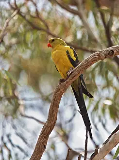 Australasian Prints: Regent Parrot, Polytelis anthopeplus