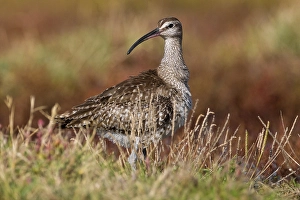 Images Dated 26th October 2010: Regenwulp, Eurasian Whimbrel, Numenius phaeopus