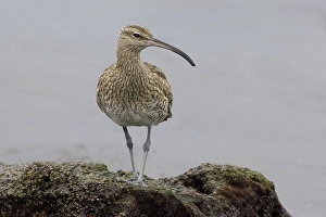 Images Dated 1st October 2006: Regenwulp, Eurasian Wimbrel, Numenius phaeopus
