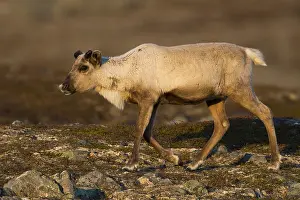 Grazers Prints: Reindeer
