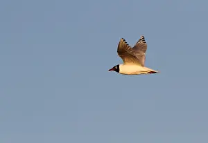 2014 Prints: Relict Gull, Ichthyaetus relictus