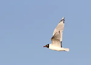 2014 Prints: Relictmeeuw, Relict Gull, Ichthyaetus relictus