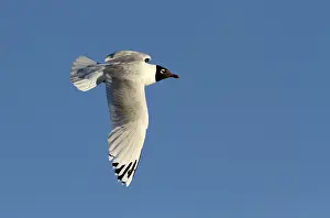 2014 Prints: Relictmeeuw, Relict Gull, Ichthyaetus relictus