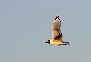 2014 Prints: Relictmeeuw, Relict Gull, Ichthyaetus relictus