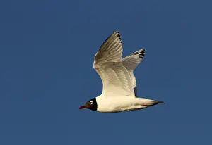 2014 Prints: Relictmeeuw, Relict Gull, Ichthyaetus relictus