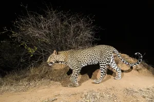 Images Dated 9th July 2016: A remote camera trap captures a leopard