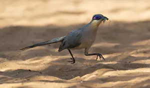 Rencoua, Running Coua, Coua cursor