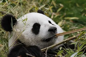 Melanoleuca Prints: Reuzenpanda; Giant Panda; Ailuropoda melanoleuca;
