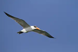 2013 Prints: Reuzenstern, Caspian Tern, Hydroprogne caspia