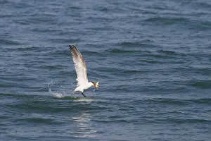 2013 Prints: Reuzenstern, Caspian Tern, Hydroprogne caspia