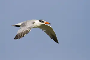 Seeschwalben Prints: Reuzenstern; Caspian Tern; Sterna caspia