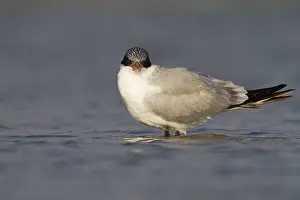 Seeschwalben Prints: Reuzenstern; Caspian Tern; Sterna caspia
