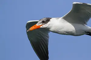 2013 Prints: Reuzenstern; Caspian Tern; Sterna caspia