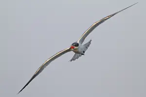 Seeschwalben Prints: Reuzenstern; Caspian Tern; Sterna caspia