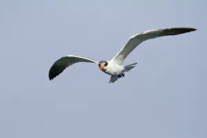 2013 Prints: Reuzenstern; Caspian Tern; Sterna caspia