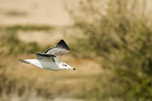 Images Dated 1st February 2013: Reuzenzwartkopmeeuw, Pallas's Gull, Ichthyaetus ichthyaetus