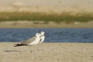 Images Dated 1st February 2013: Reuzenzwartkopmeeuw, Pallas's Gull, Ichthyaetus ichthyaetus
