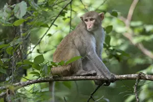 Images Dated 14th July 2021: Rhesus Monkey
