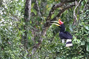 Images Dated 26th October 2010: Rhinoceros Hornbill, Buceros rhinoceros