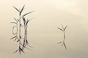 Reflectie Prints: Riet, Reed