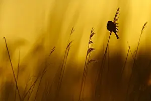 Images Dated 31st March 2020: Rietgors; common reed bunting;