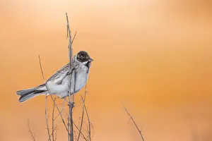 Schoeniclus Prints: Rietgors, Common Reed Bunting, Emberiza schoeniclus