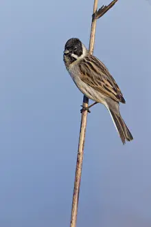 Images Dated 21st December 2014: Rietgors, Common Reed Bunting, Emberiza schoeniclus