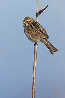 Images Dated 21st December 2014: Rietgors, Common Reed Bunting, Emberiza schoeniclus