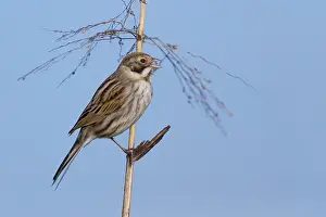 Images Dated 21st December 2014: Rietgors, Common Reed Bunting, Emberiza schoeniclus
