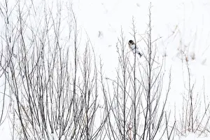 Reedbunting Prints: Rietgors, Common Reedbunting, Emberiza schoeniclus male in snow foraging on seeds in twigs