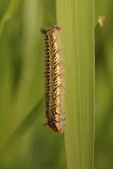 Caterpilar Prints: Rietvink; The Drinker; Euthrix potatoria