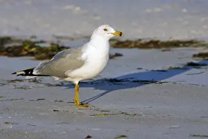 Images Dated 27th February 2006: Ring-billed Gull, Ringsnavelmeeuw, Larus delawarensis