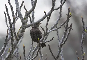 Doortrekker Prints: Ring Ouzel, Beflijster, Turdus torquatus