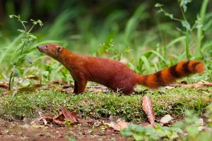Malagasy Prints: Ring-tailed Mongoose, Galidia elegans