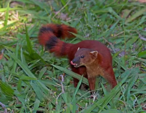 Mongoose Prints: Ring-tailed Mongoose, Galidia elegans